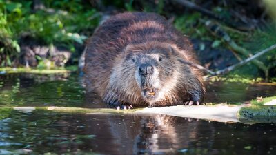 İtalyan belediye başkanından kunduz istilasına çözüm önerisi: Pişirip iyelim!