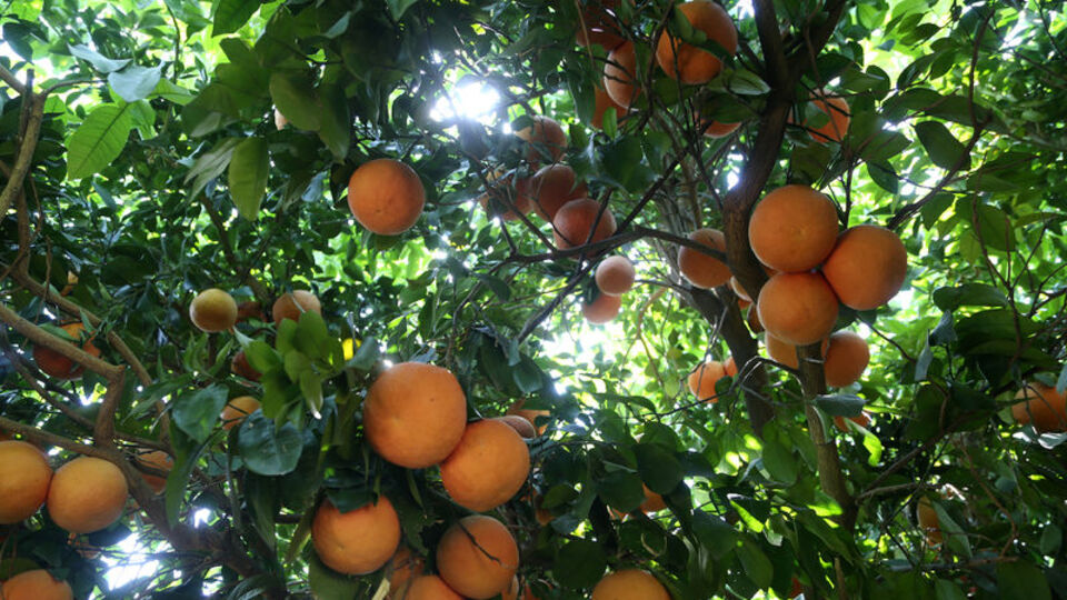 Kilogramı 20-30 kuruşa düştü