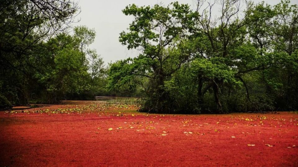 Gözlerine inanamadılar! Yüzey kızıla boyandı