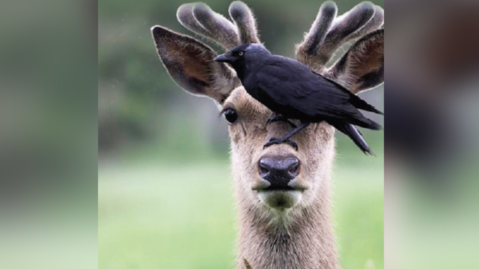 Karganın bahar temizliği!