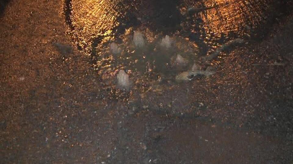 Rögarlar tıkandı iş yerlerini su bastı