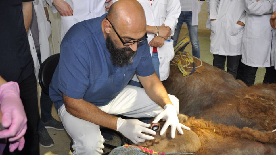Dünyada bir ilk! Strese giren güreşçi deve ameliyat edildi