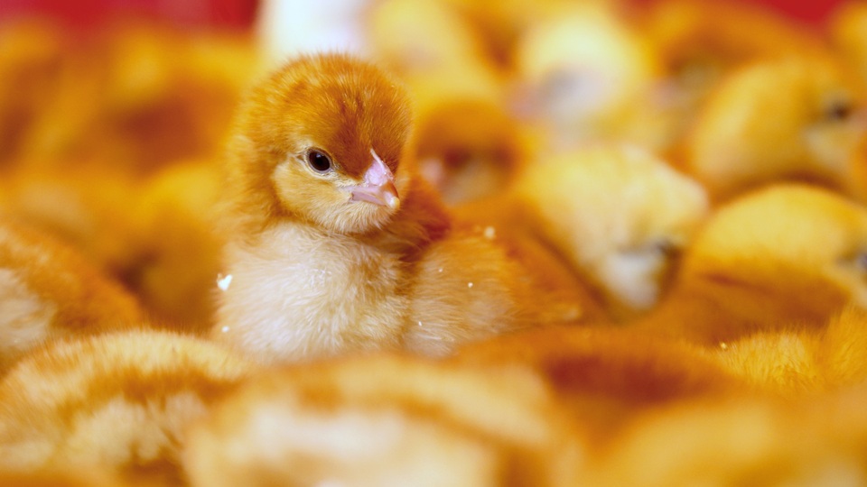 20 bin civcivi gazla öldürdüler!