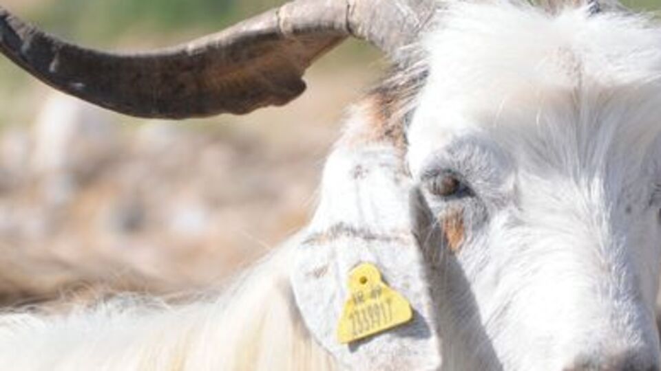 Kurban bayramı ne zaman?