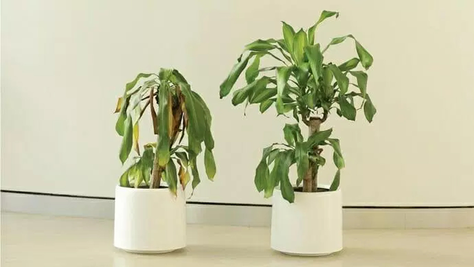 Birleşik Arap Emirlikleri'nde ilginç test! Aralarında yalnızca tek bir fark var!