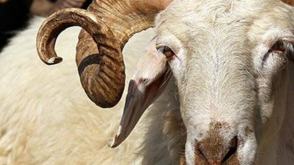 Kurban Bayramı ne zaman?