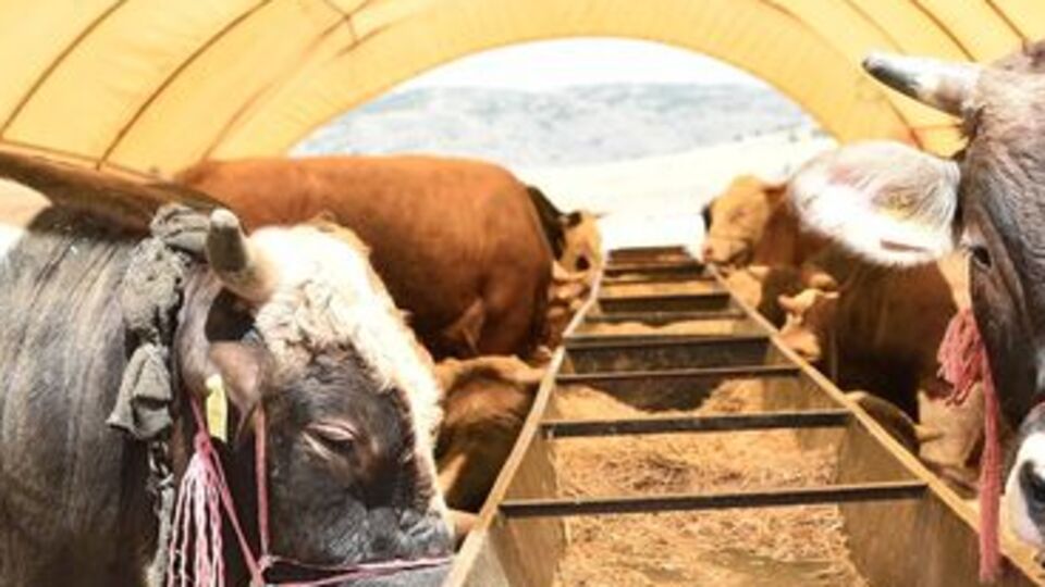 Kurban Bayramı ne zaman?