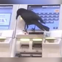 Karganın kıvrak zekası! Kredi kartını çaldıktan sonra bakın ne yaptı...