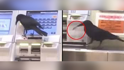 Karganın kıvrak zekası! Kredi kartını çaldıktan sonra bakın ne yaptı...