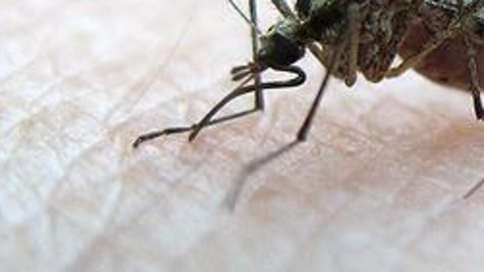 O ülkede yılda 300 bin kişi sıtmadan ölüyor!