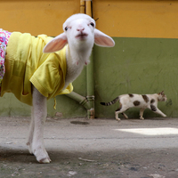 Hemcinsleri dışladı, o sahiplendi!