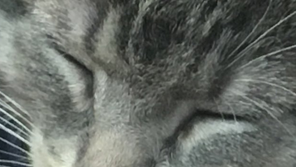 Polis departmanının yeni üyesi! Emekli kedinin görevini devraldı