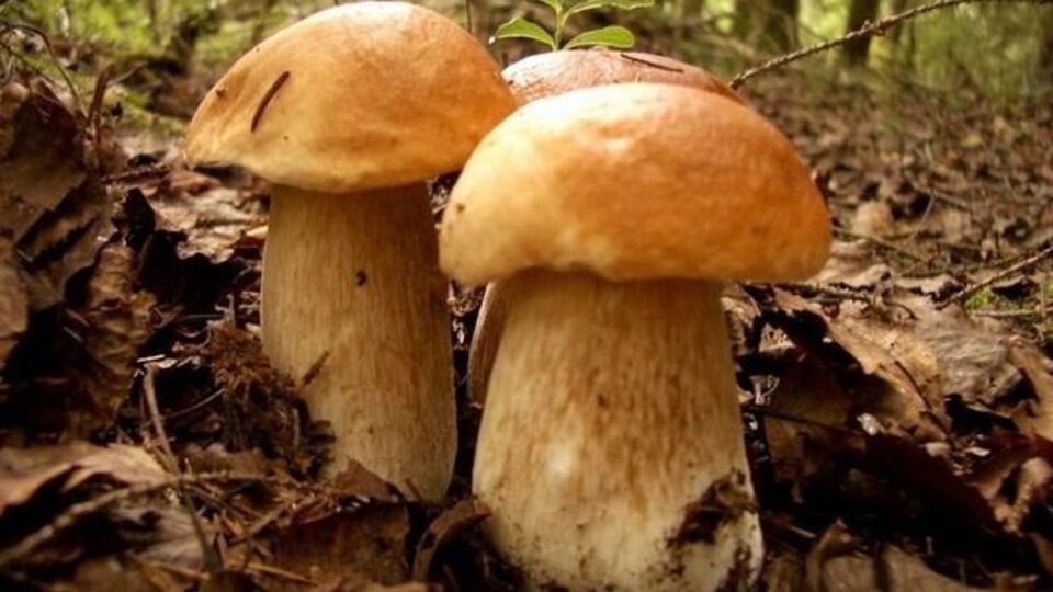 Mantar toplarken kayboldu