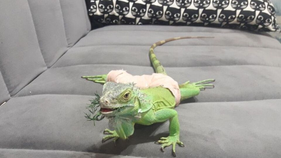 İguana Abidin bacağını kırdı!