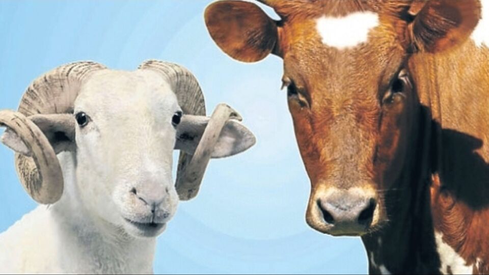 Kurban Bayramı ne zaman?