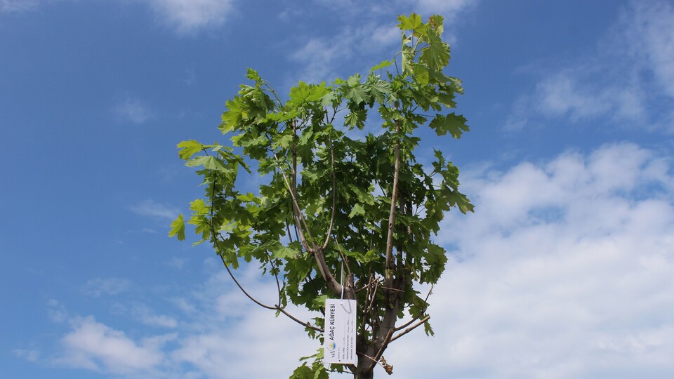 580 çocuk, anneleri için 600 fidan dikti