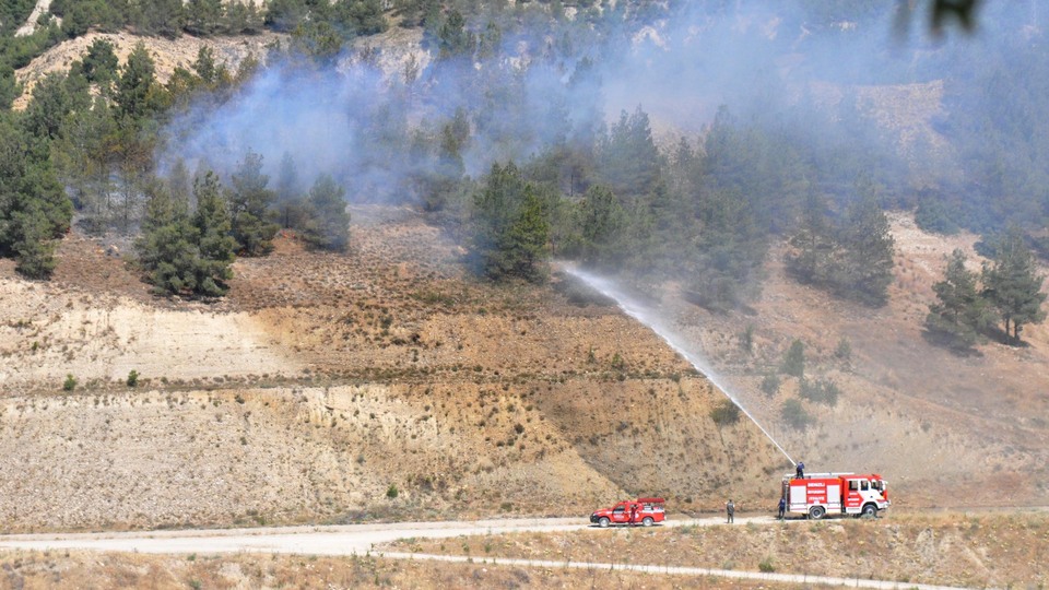 Bir mangala bir hektarlık orman