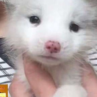 Köpek diye aldı, bakın ne çıktı!