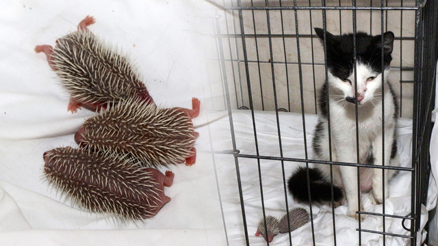 Yavru kirpilerin süt annesi oldu