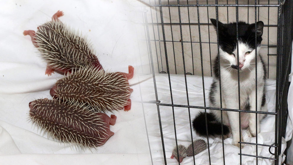 Yavru kirpilerin süt annesi oldu