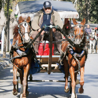 ‘Faytonlar kaldırılsın beygirlere özgürlük’