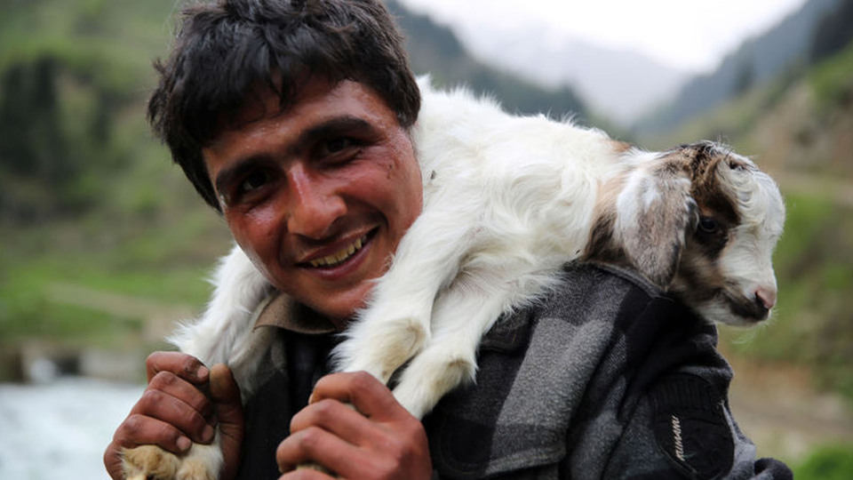 Rize'ye 'İthal Çoban'