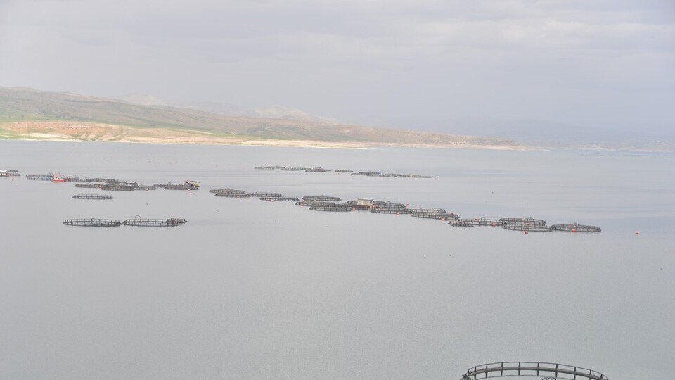 Denizi yok ama balık ihracatında ilk 3'te