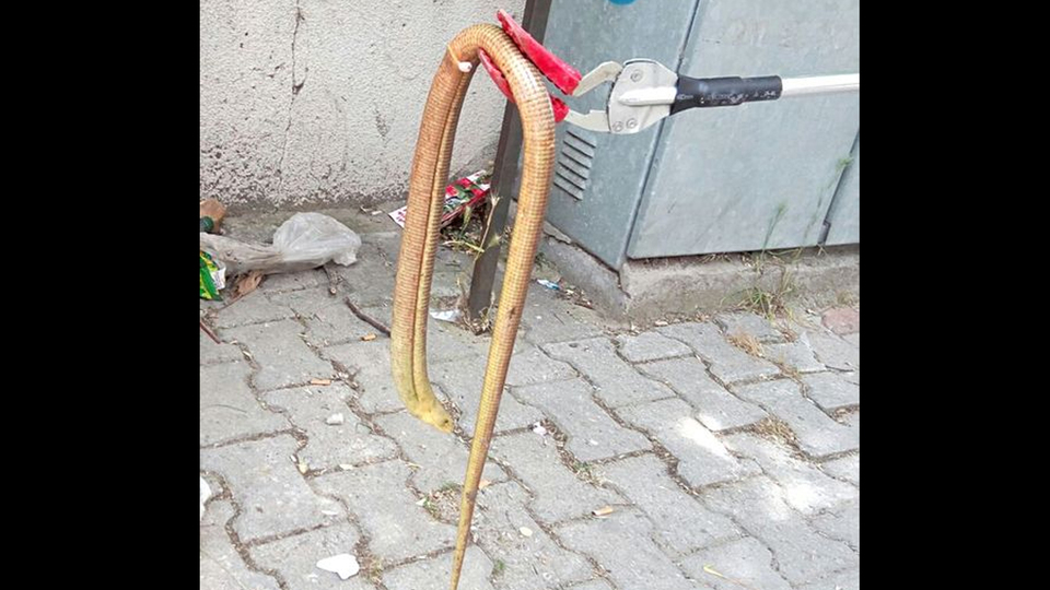 Yılan sanarak öldürüyorlar ama... Ne olduğu ortaya çıktı!