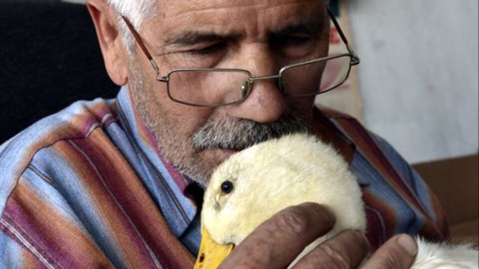 2 günlükken aldığı ördek peşinden bir an olsun ayrılmıyor!