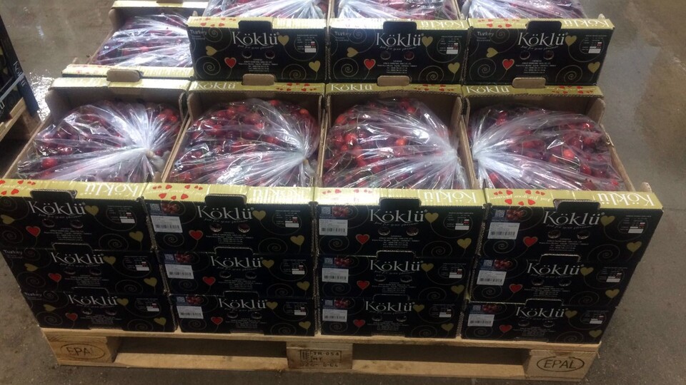 Eğirdir'den dünyaya kiraz ihracaatı