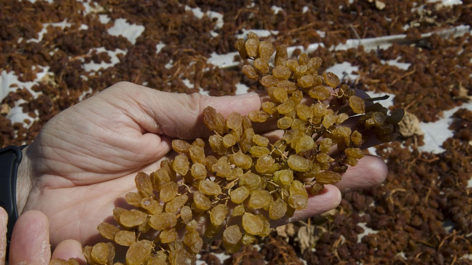 Kuru üzümün kilosu 6,5 liraya dayandı