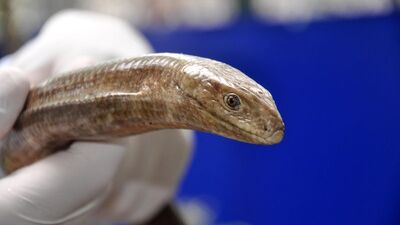 Yılan sanılıp öldürülüyor ama işin aslı öyle değil!