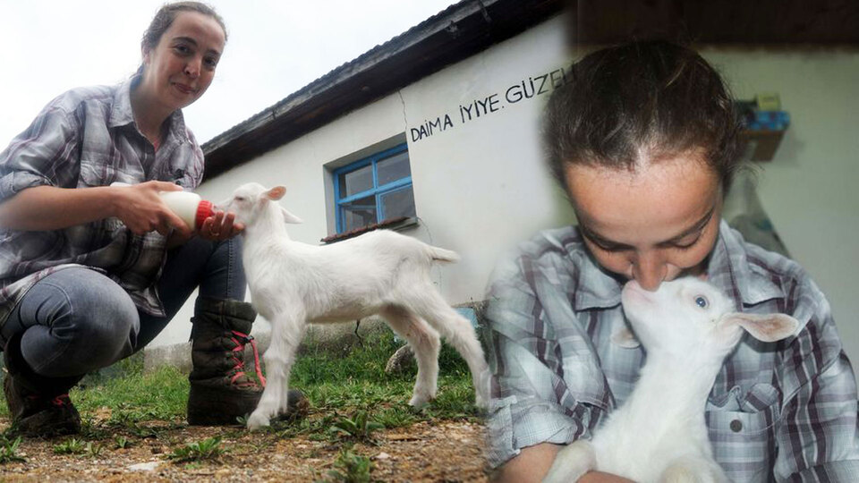 İki dil bilen "Nişantaşı kızı" köyde keçi güdüyor!