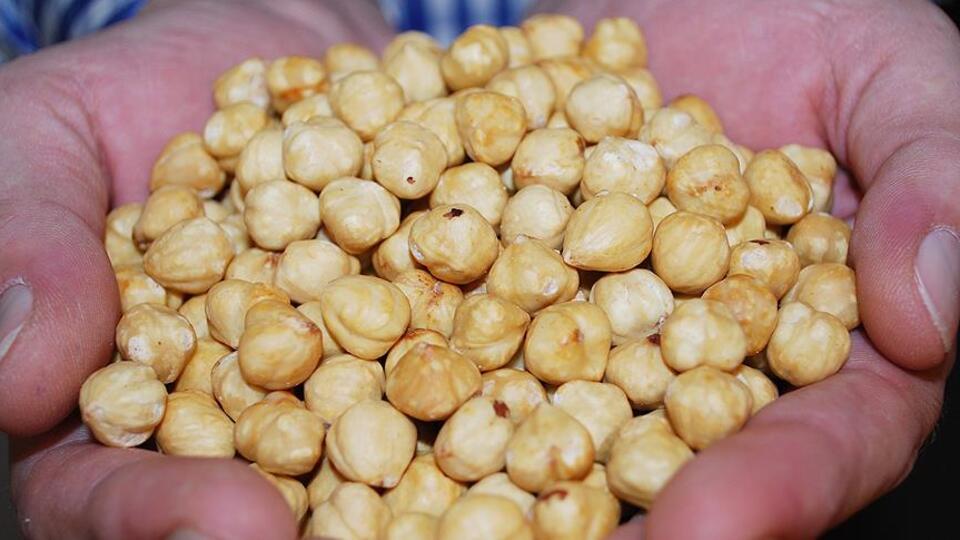 Giresun Üniversitesi araştırdı! Kavrulmuş fındık kanser yapar mı?