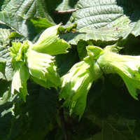 Baklava-fıstık tartışmaları sürerken, bir uyarı da fındıktan geldi