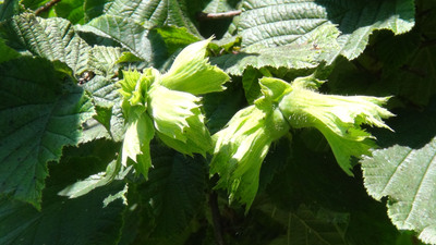 Baklava-fıstık tartışmaları sürerken, bir uyarı da fındıktan geldi