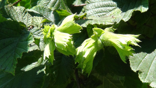 Baklava-fıstık tartışmaları sürerken, bir uyarı da fındıktan geldi