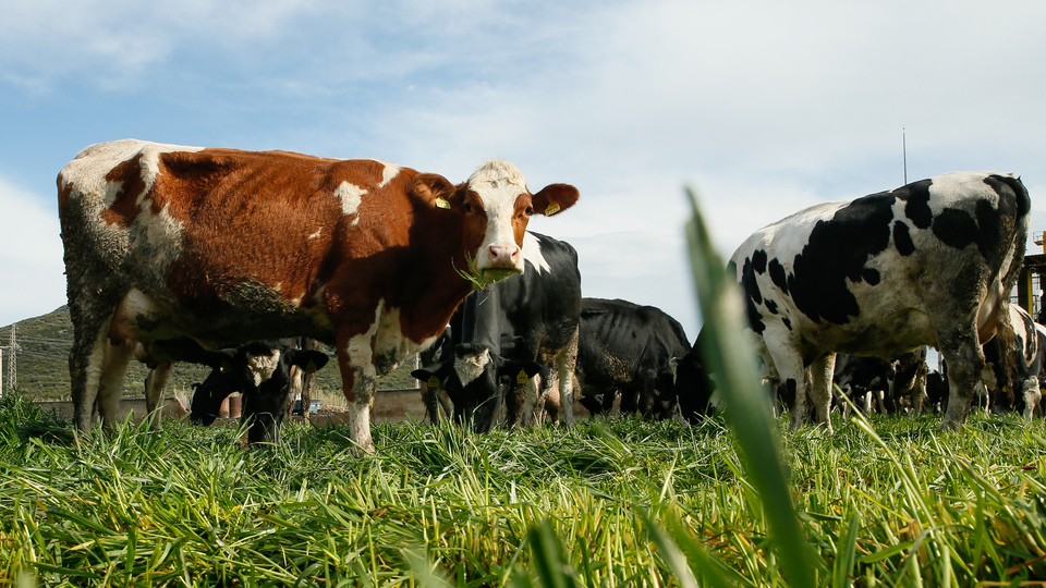 Sütaş'a verilecek destekler belli oldu