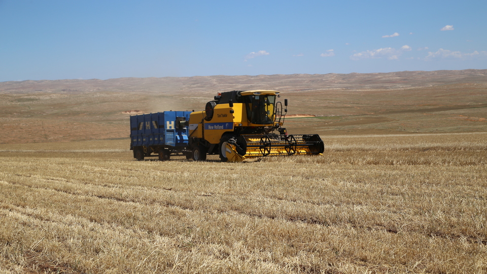 Türkiye'nin tahıl merkezinde büyük endişe