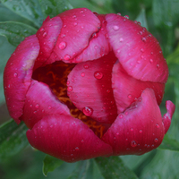 Dikkat bu gülü koparan yanar! Cezası 48 bin lira!