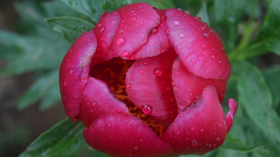 Dikkat bu gülü koparan yanar! Cezası 48 bin lira!