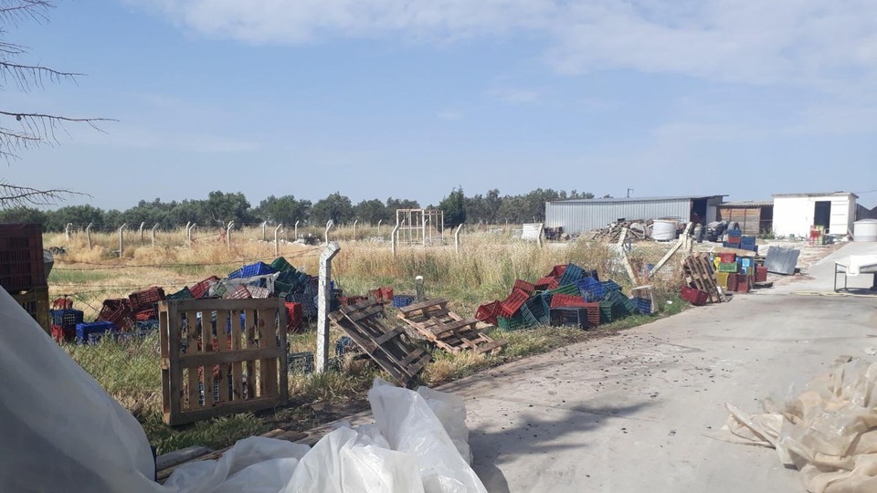 7 ton zeytin çaldılar! 5 kişi tutuklandı