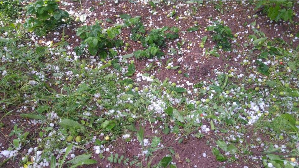 Kayısı bahçelerine dolu vurdu