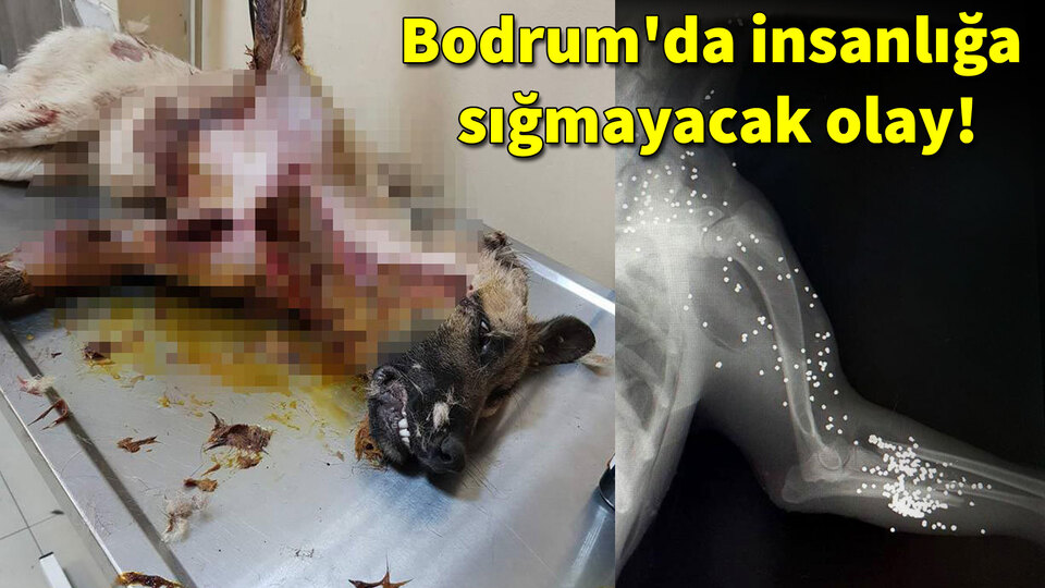 Yer: Bodrum! Bu insanlığa sığar mı?