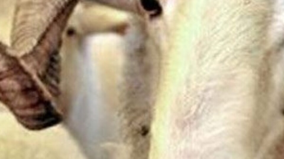 Kurban bayramı ne zaman?