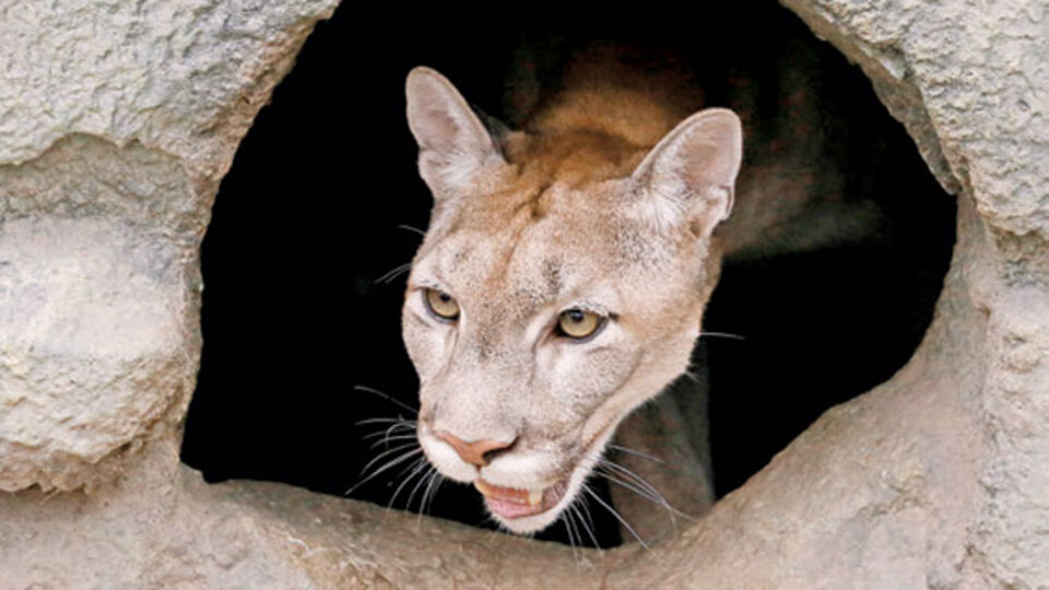 Dağ kedisi bisikletçiyi öldürdü