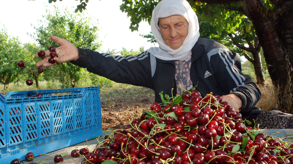 Bu sene ilk defa gerçekleşecek! Gölpazarı'ndan Çin'e...