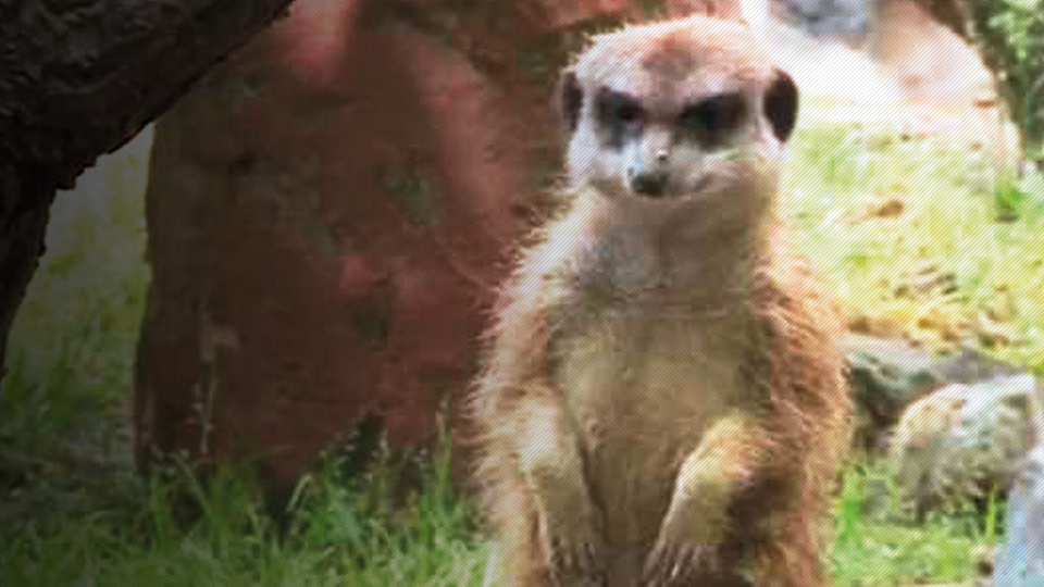 Hamile hayvanı öldüren çocuğa tepki yağıyor!