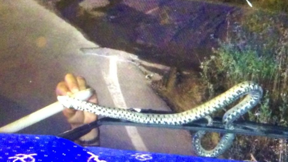 Seyir halindeki TIR'ın sileceğine yılan dolandı