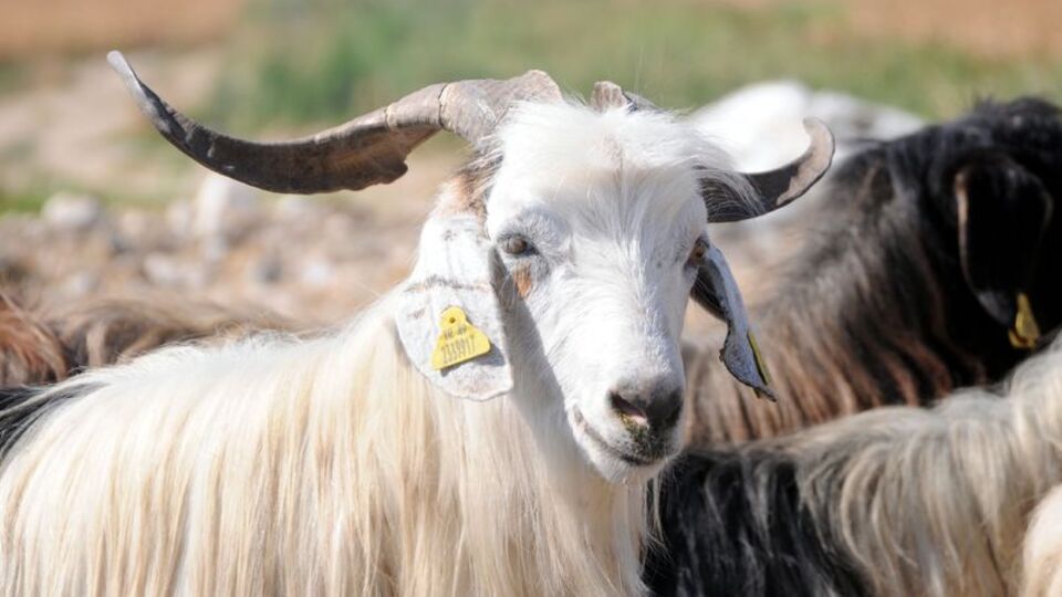 Kurban bayramı ne zaman?